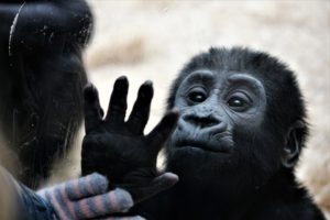 procházku do zoo