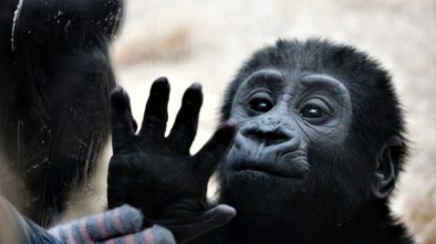 procházku do zoo