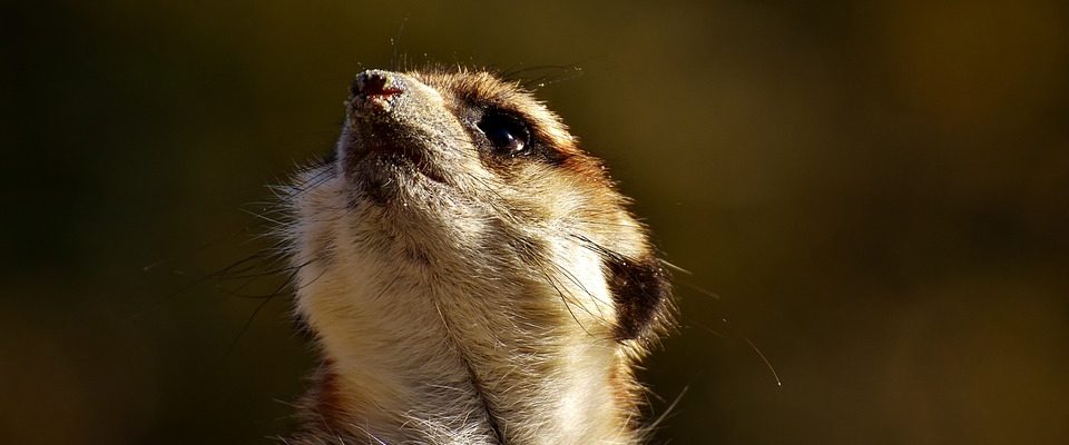 Vichřice v pražské zoo