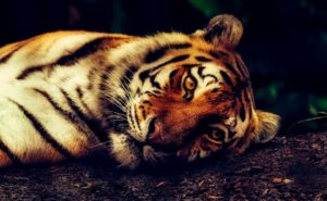 Stanovisko UCSZOO k chovu velkých kočkovitých šelem