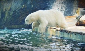podzimní prázdniny v pražské zoo