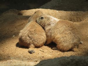 Letos se pražská zoo zaměří na obohacování života zvířat