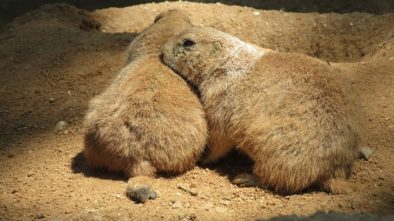 Letos se pražská zoo zaměří na obohacování života zvířat