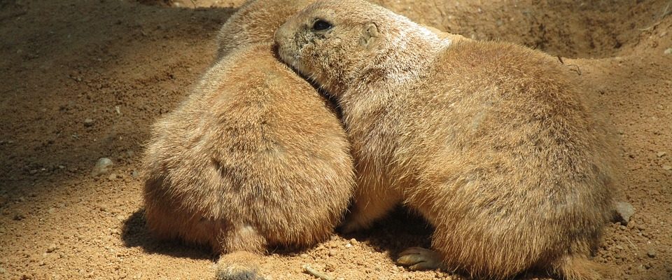 Letos se pražská zoo zaměří na obohacování života zvířat