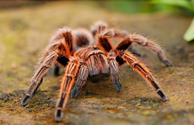 Do pražské zoo za největším pavoukem Česka