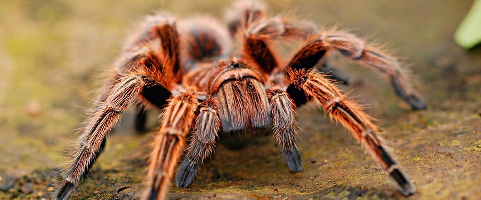 Do pražské zoo za největším pavoukem Česka