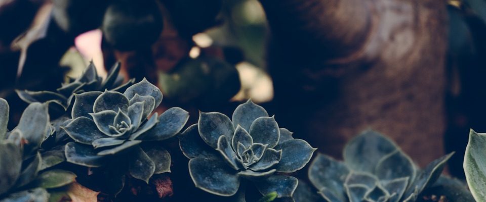 Botanická zahrada lákala na výstavu sukulentů