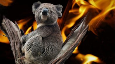Austrálii pomáhá také Praha