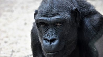 Pražská zoo funguje v covidovém režimu