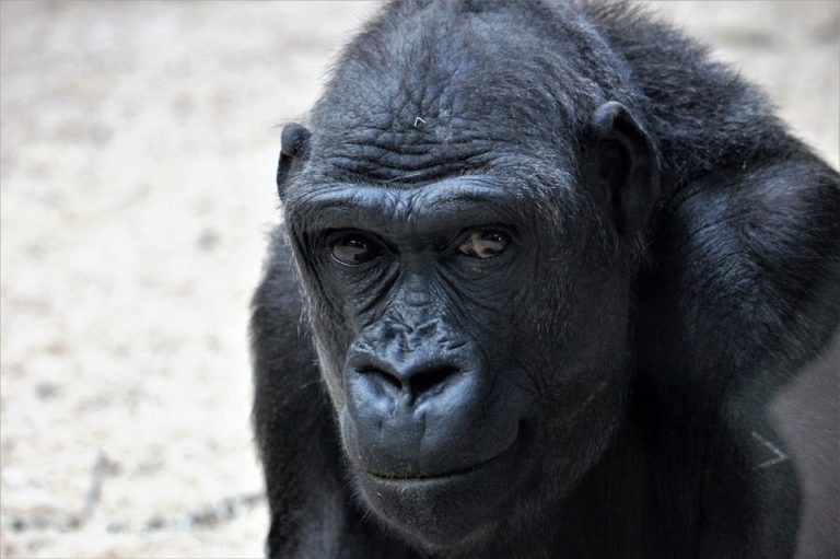 Pražská zoo funguje v covidovém režimu
