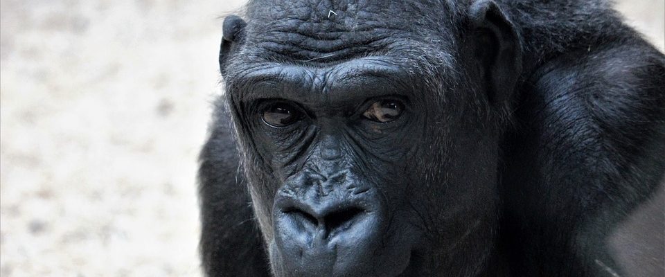 Pražská zoo funguje v covidovém režimu
