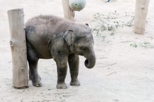 Zoo i v současné době slaví