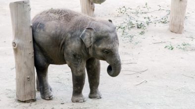 Zoo i v současné době slaví