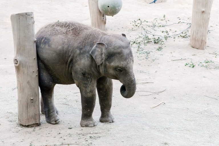 Zoo i v současné době slaví