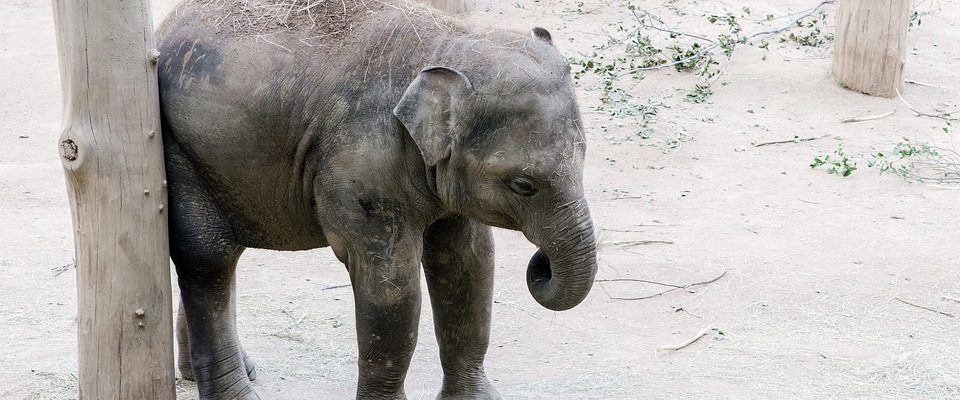 Zoo i v současné době slaví