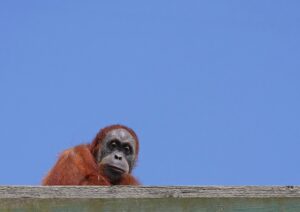 Orangutani z pražské zoo úspěšně polapeni