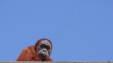 Orangutani z pražské zoo úspěšně polapeni