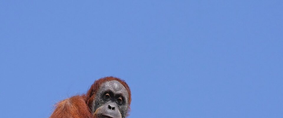 Orangutani z pražské zoo úspěšně polapeni