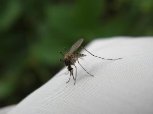 Rostliny, které na zahradě zaplaší komáry. Vyzrajte na hmyz příští rok