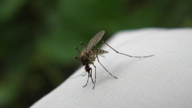 Rostliny, které na zahradě zaplaší komáry. Vyzrajte na hmyz příští rok