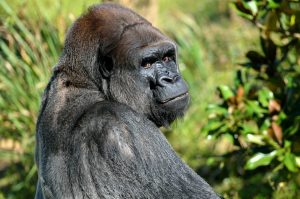 Pražská zoo má novou atrakci. Dorazil gorilí samec