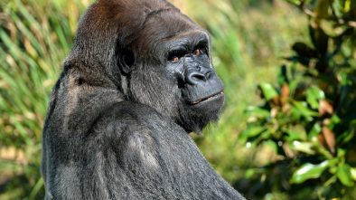 Pražská zoo má novou atrakci. Dorazil gorilí samec