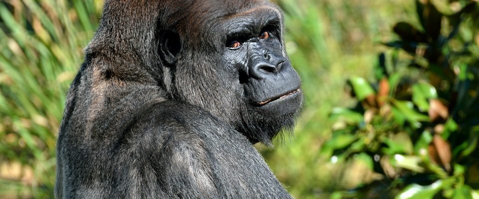 Pražská zoo má novou atrakci. Dorazil gorilí samec