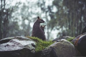 Pražská zoo vítá nového obyvatele: klokánka krysího