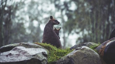 Pražská zoo vítá nového obyvatele: klokánka krysího