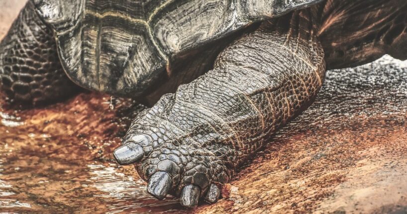 Pražská zoo má nové želví obyvatele