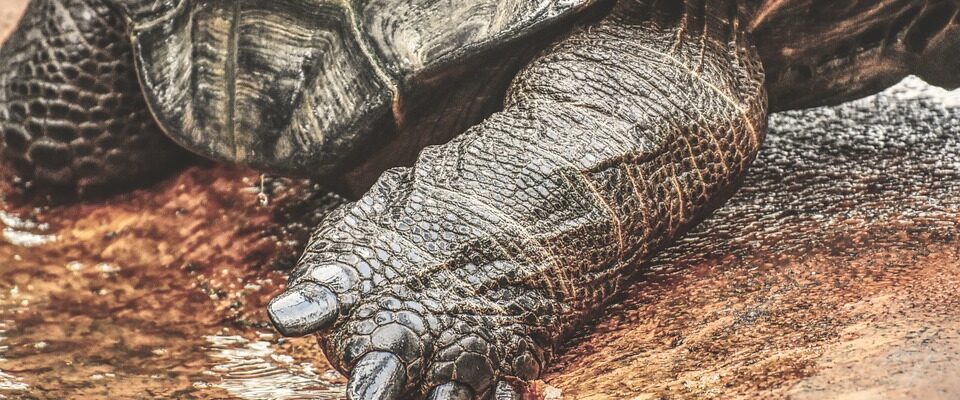 Pražská zoo má nové želví obyvatele