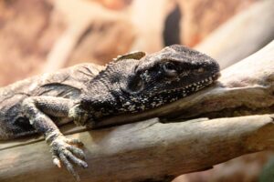 Pražská zoo nabízí nově k vidění agamy límcové