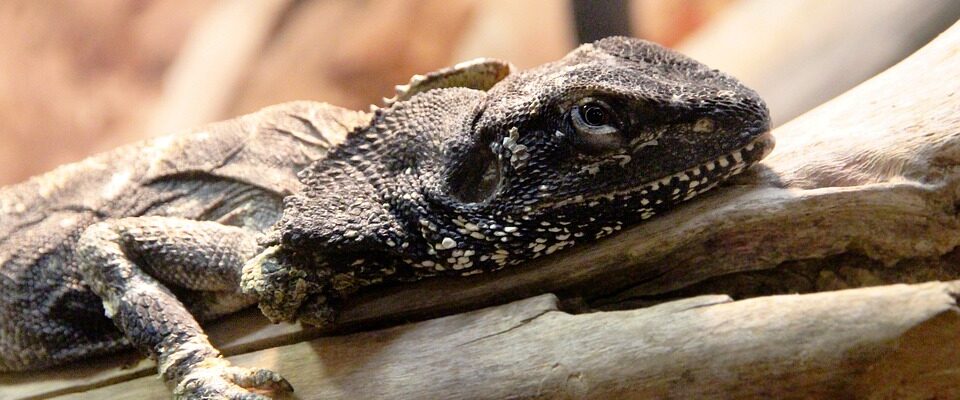 Pražská zoo nabízí nově k vidění agamy límcové