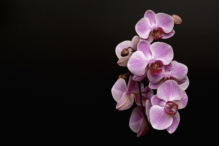 Skleník Fata Morgana opět zaplnily orchideje