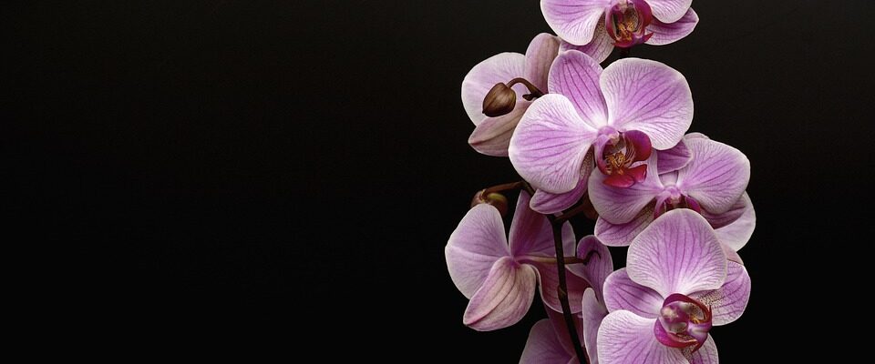 Skleník Fata Morgana opět zaplnily orchideje