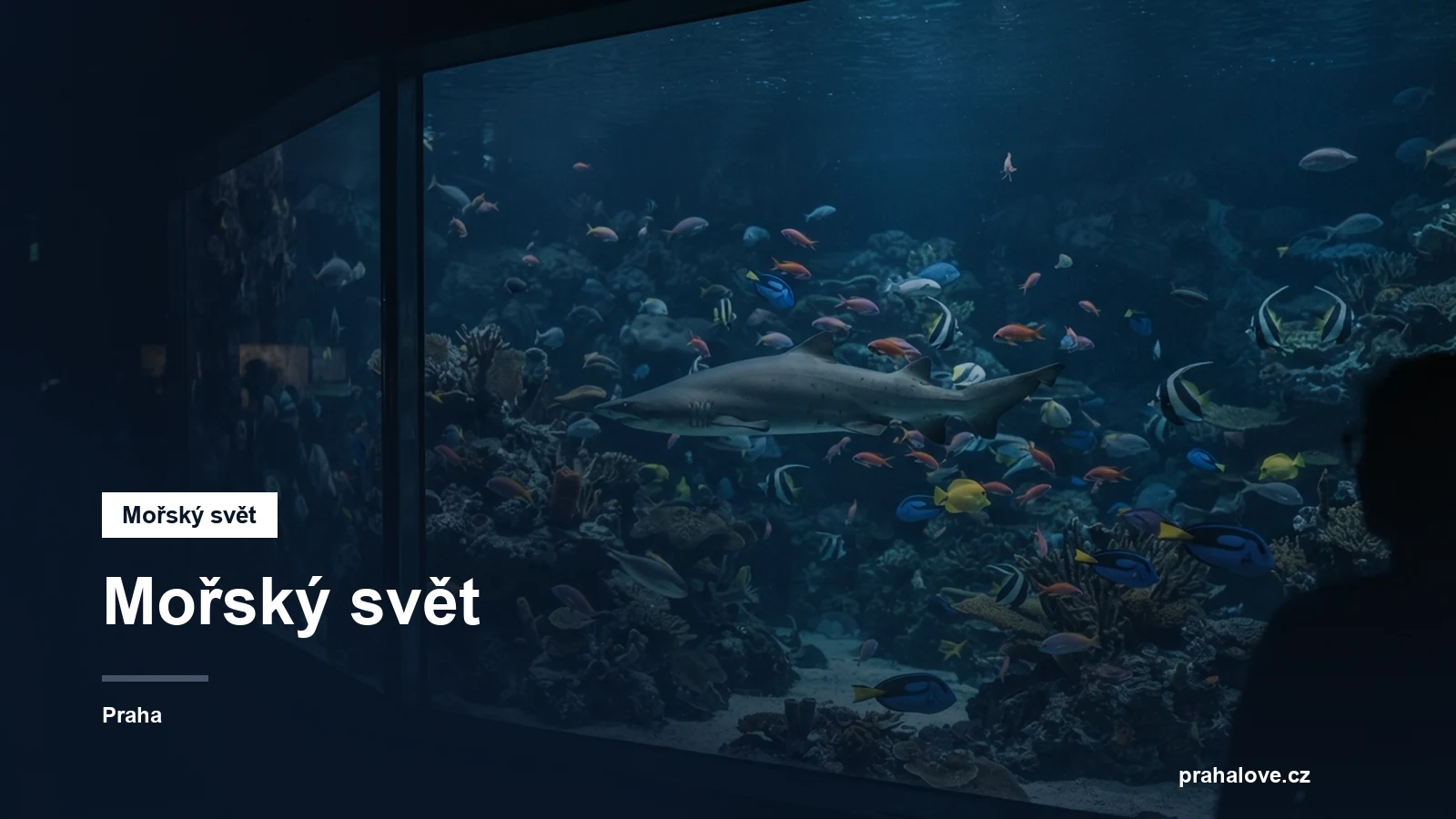 Velké akvárium se žraloky