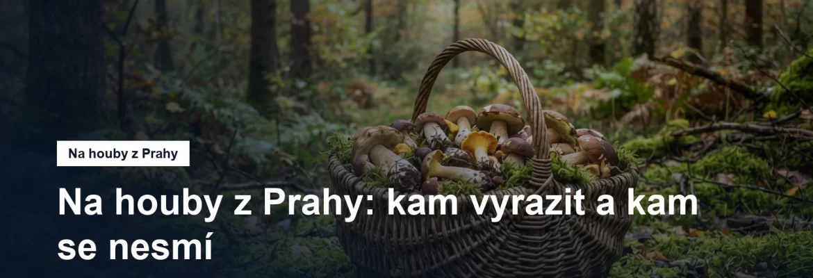 Proutěný košík s houbami na mechu v listnatém lese