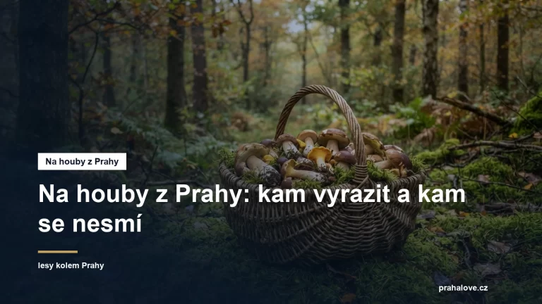 Proutěný košík s houbami na mechu v listnatém lese