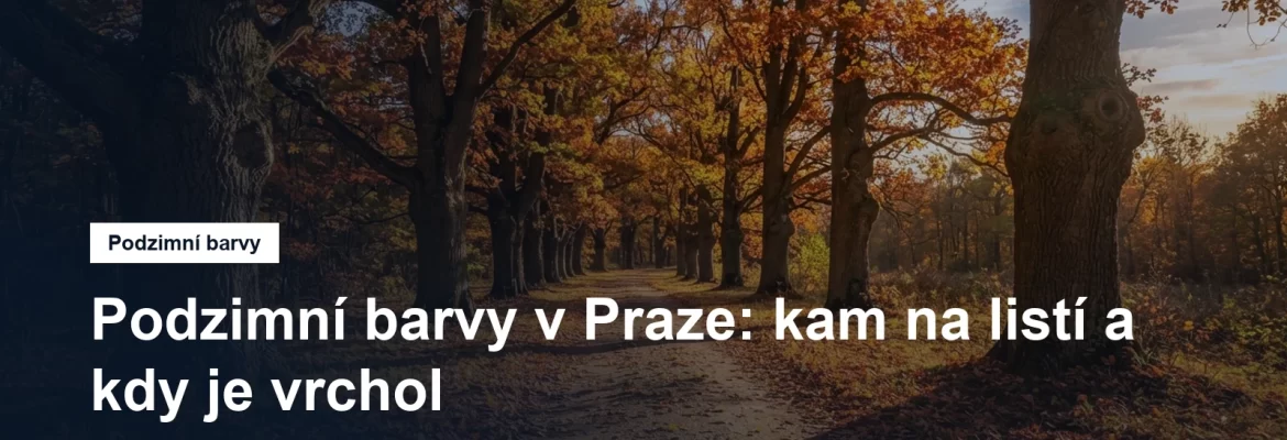 Alej starých stromů se zlatým listím a cestou pokrytou listy