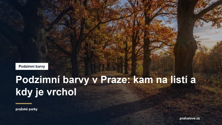 Alej starých stromů se zlatým listím a cestou pokrytou listy