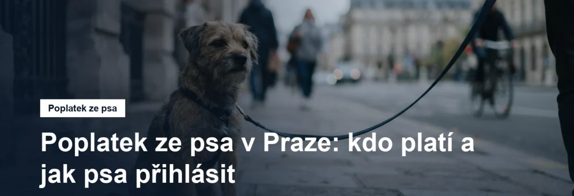 Pes na vodítku na chodníku v městské ulici