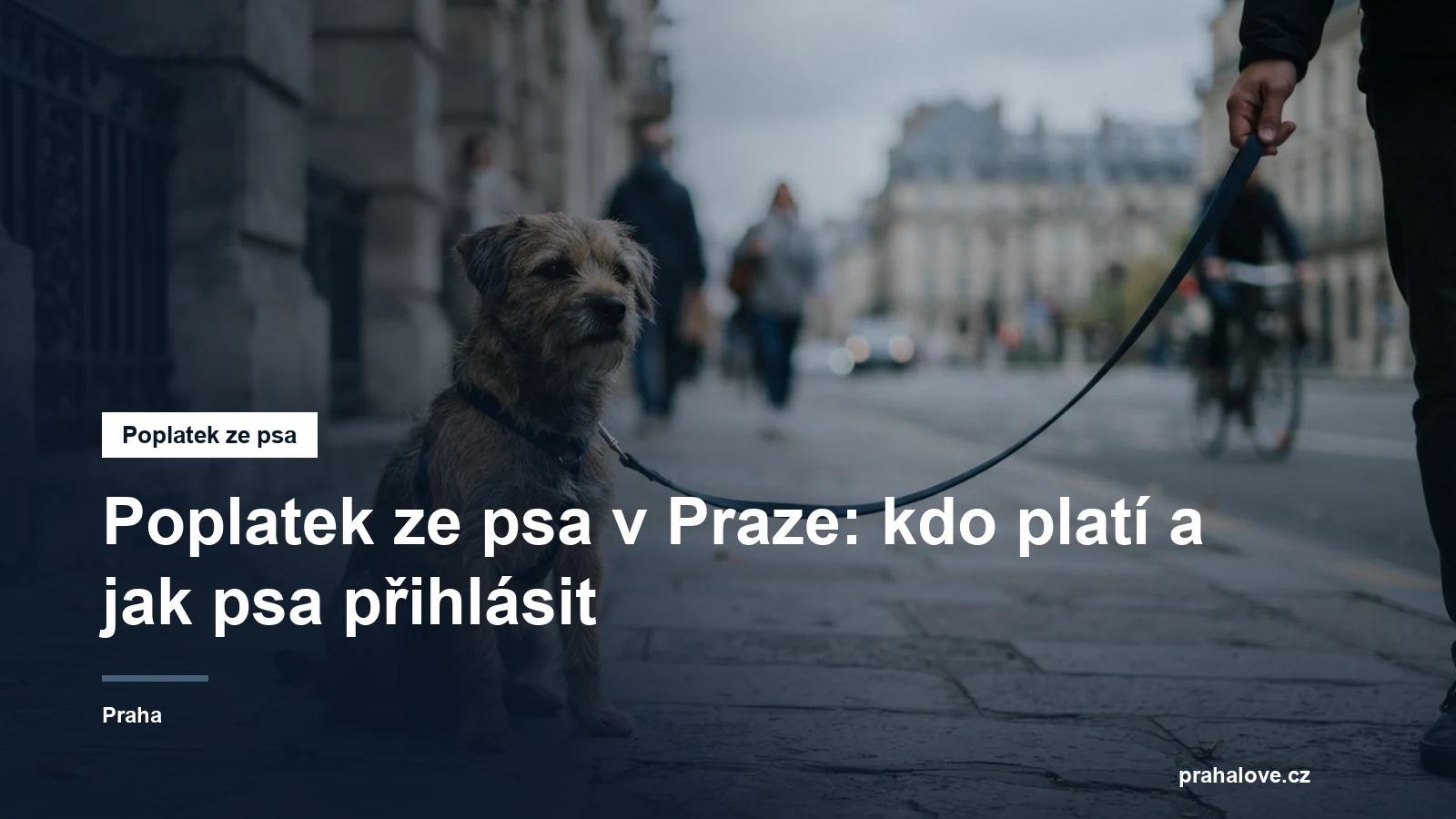Pes na vodítku na chodníku v městské ulici