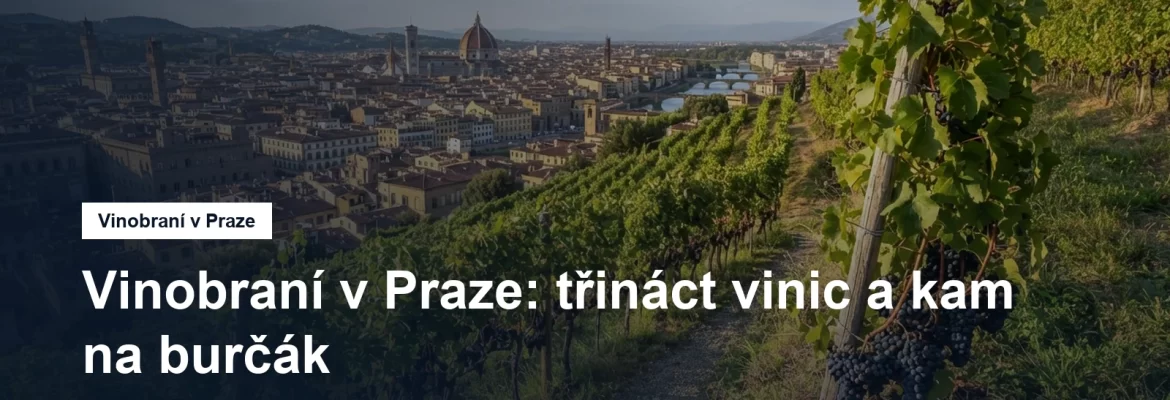 Vinice na svahu nad městem s hrozny na keřích