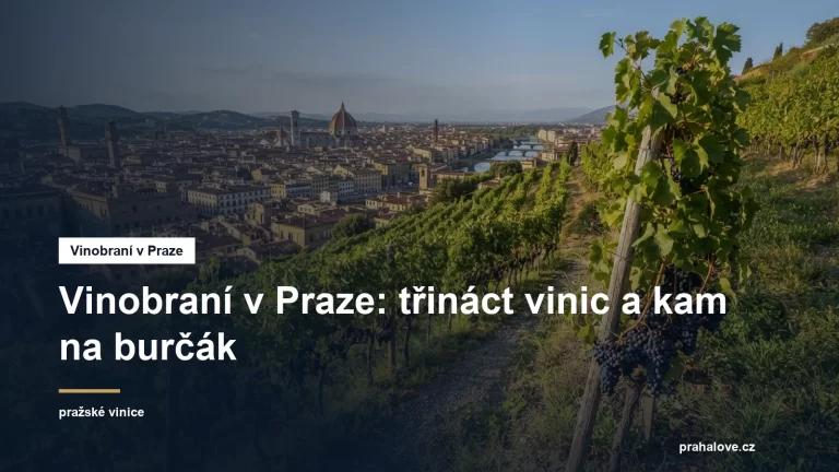 Vinice na svahu nad městem s hrozny na keřích