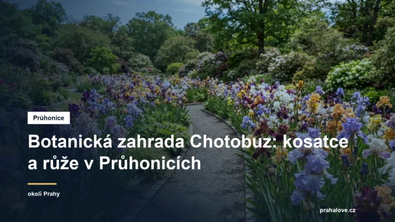 Záhony kvetoucích kosatců v botanické zahradě