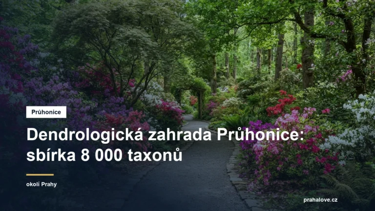 Cesta botanickou zahradou mezi kvetoucími rododendrony