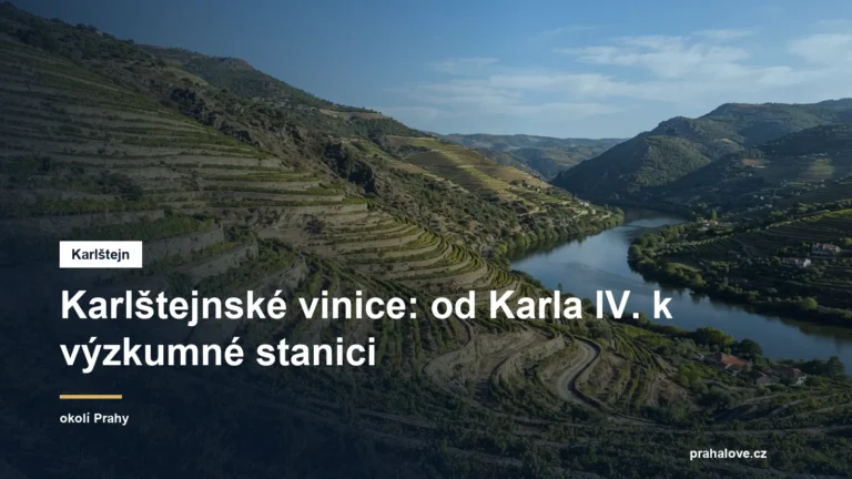 Terasovité vinice na slunném svahu