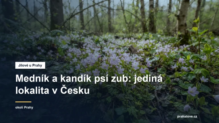 Růžové jarní květy na lesní půdě
