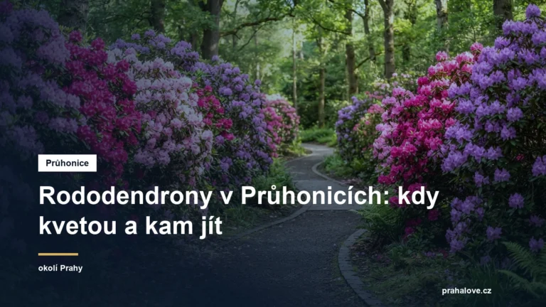 Kvetoucí rododendrony podél parkové cesty