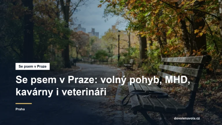 Pes na procházce v městském parku
